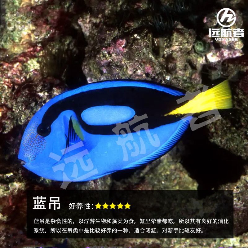 蓝吊