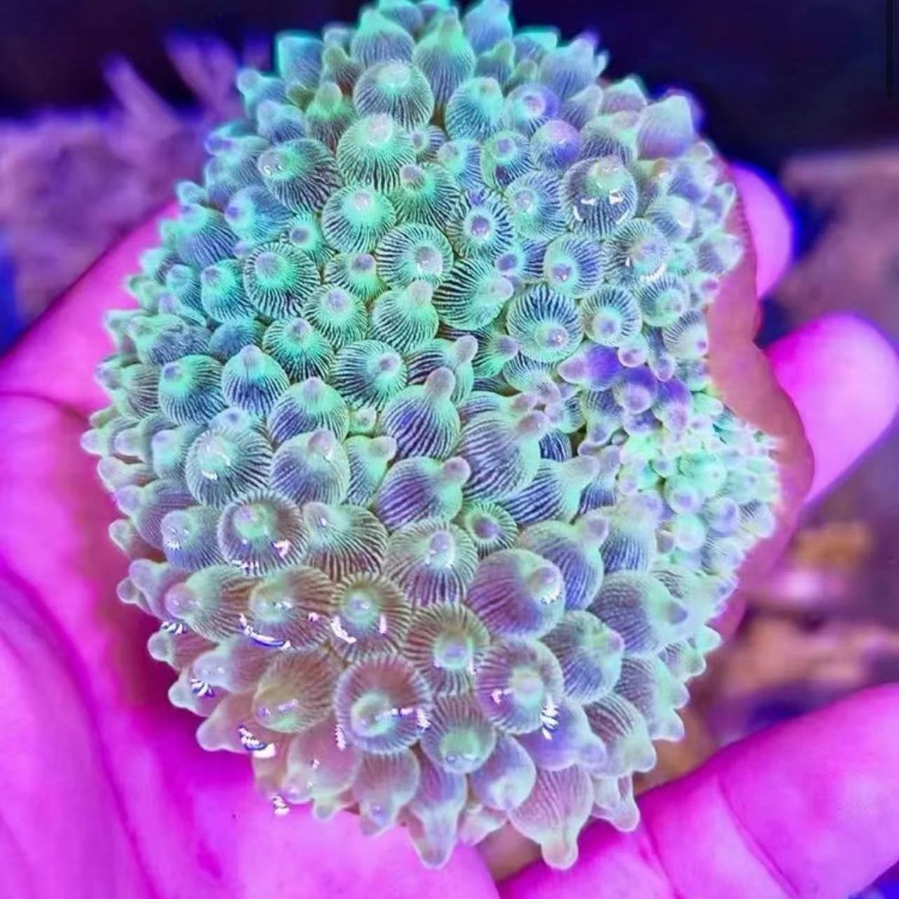 奶嘴海葵