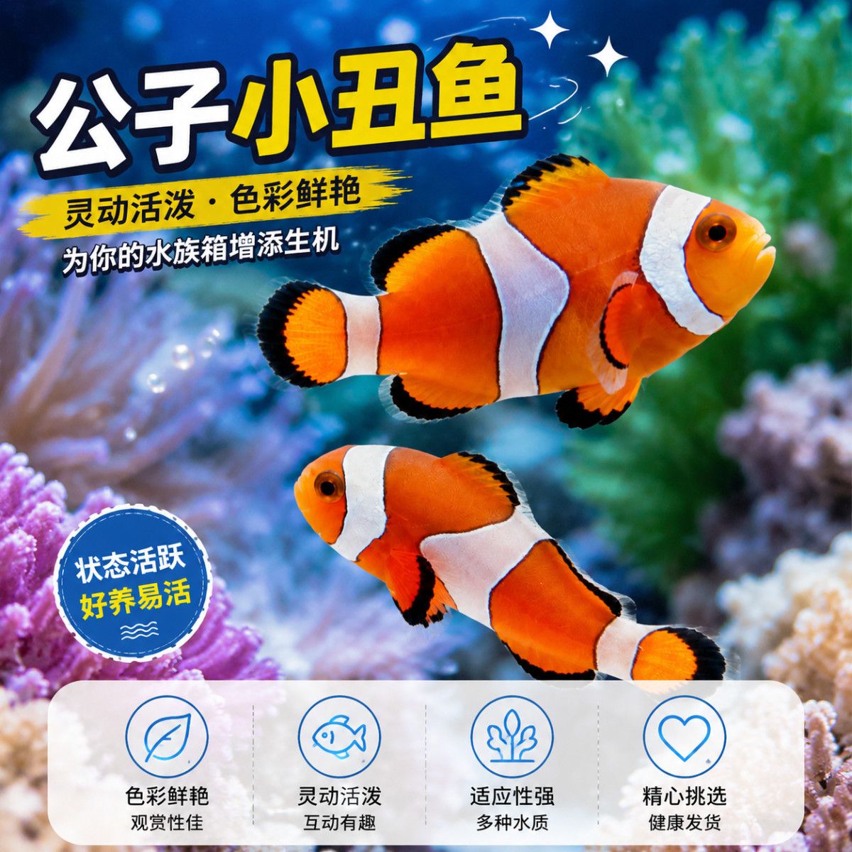 公子小丑鱼