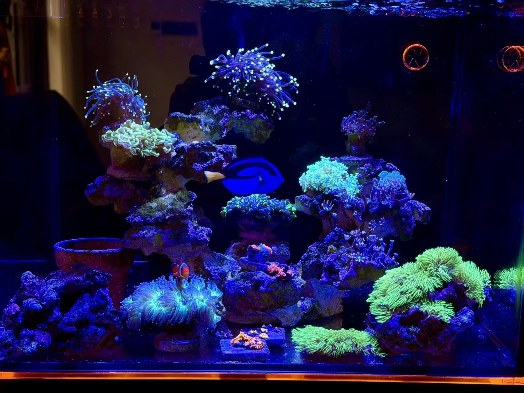蓝光下的海缸全景，错落的珊瑚与蓝色鱼儿