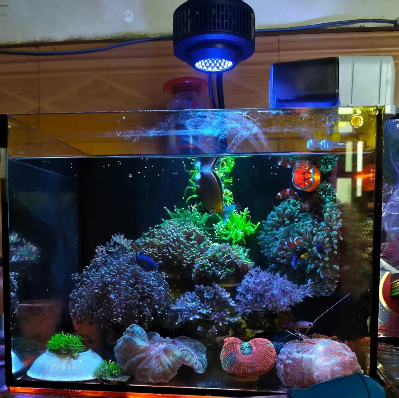 灯具下的海缸正面，展示岩石造景和珊瑚细节