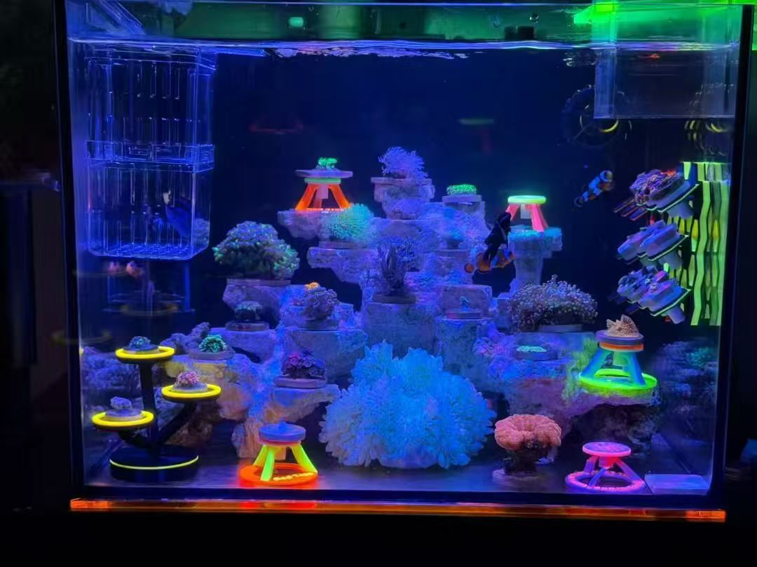 海缸内的珊瑚和多层珊瑚支架